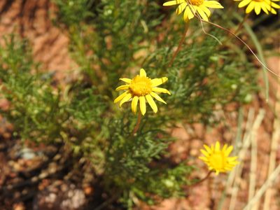 Ursinia nana, photographed by Matthew Fainman