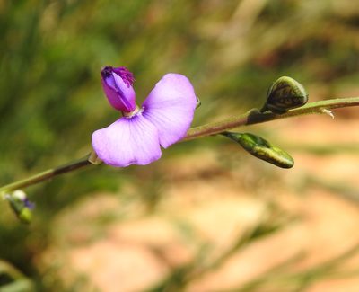 Polygala rehmannii, photographed by Matthew Fainman