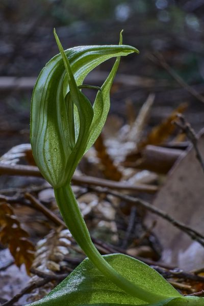 Pterostylis scabrida, photographed by Brendan Costello