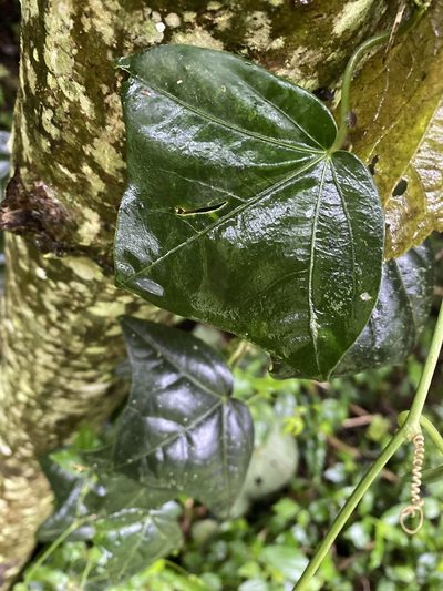 Passiflora eglandulosa, photographed by Grete Pasch
