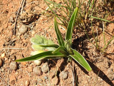Hypoxis obtusa, photographed by Matthew Fainman