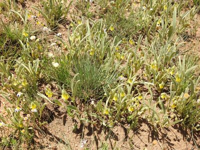 Hermannia lancifolia, photographed by Matthew Fainman