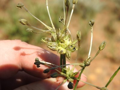 Kohautia amatymbica, photographed by Matthew Fainman