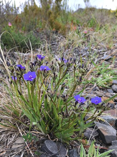 Aristea glauca, photographed by Caroline Voget