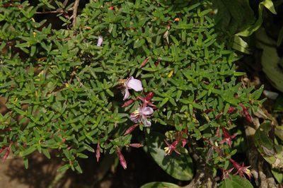 Monochaetum linearifolium, photographed by Eric Knight