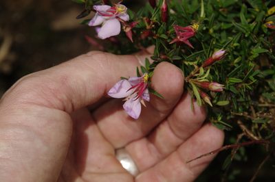 Monochaetum linearifolium, photographed by Eric Knight