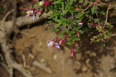 Monochaetum linearifolium, photographed by Eric Knight