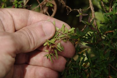 Monochaetum linearifolium, photographed by Eric Knight