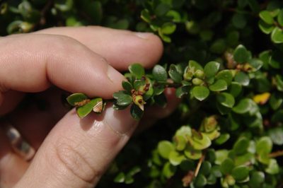 Disterigma humboldtii, photographed by Eric Knight