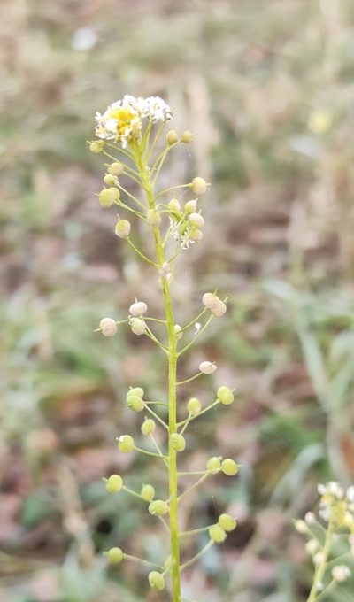 Neslia paniculata, photographed by Юлия