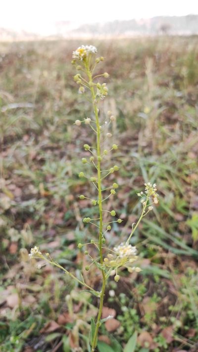 Neslia paniculata, photographed by Юлия