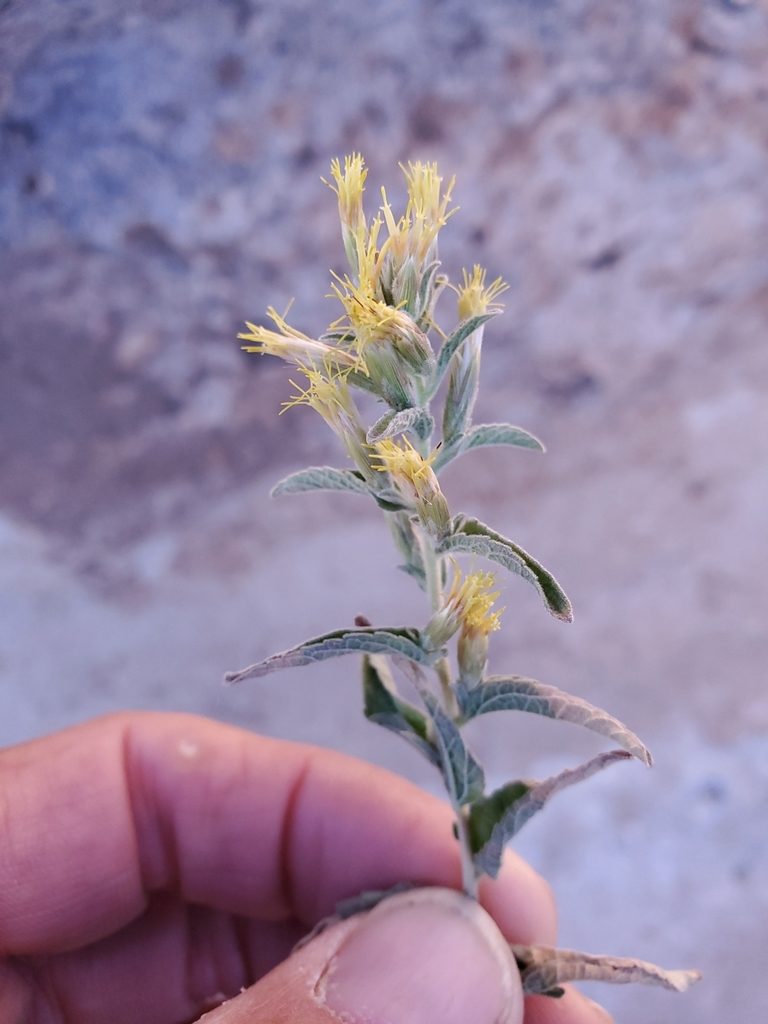 Brickellia lemmonii, photographed by Craig Martin