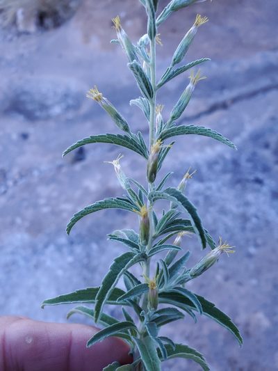 Brickellia lemmonii, photographed by Craig Martin