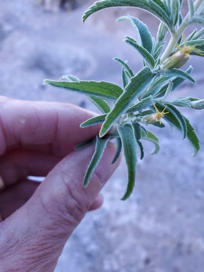 Brickellia lemmonii, photographed by Craig Martin
