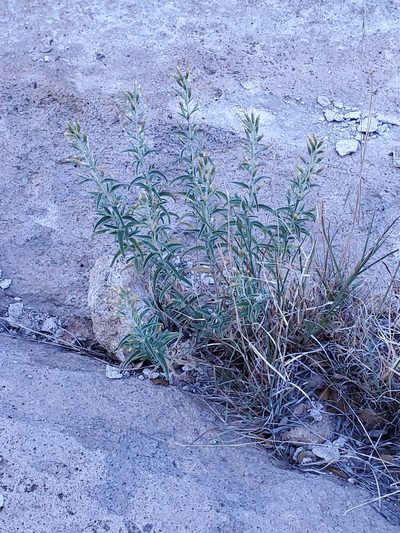 Brickellia lemmonii, photographed by Craig Martin