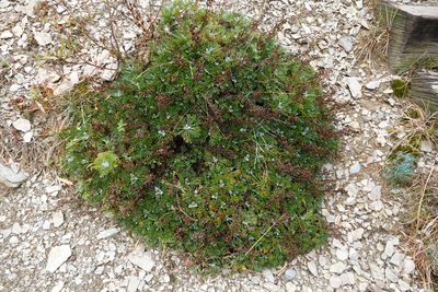 Artemisia morrisonensis, photographed by Cheng-Tao Lin