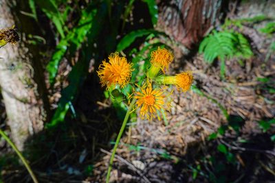 Gynura japonica, photographed by Cheng-Tao Lin