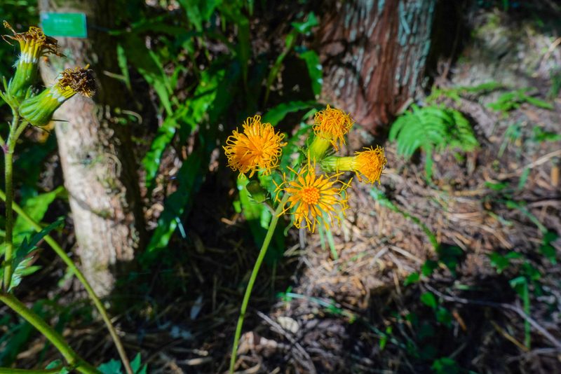 Gynura japonica, photographed by Cheng-Tao Lin