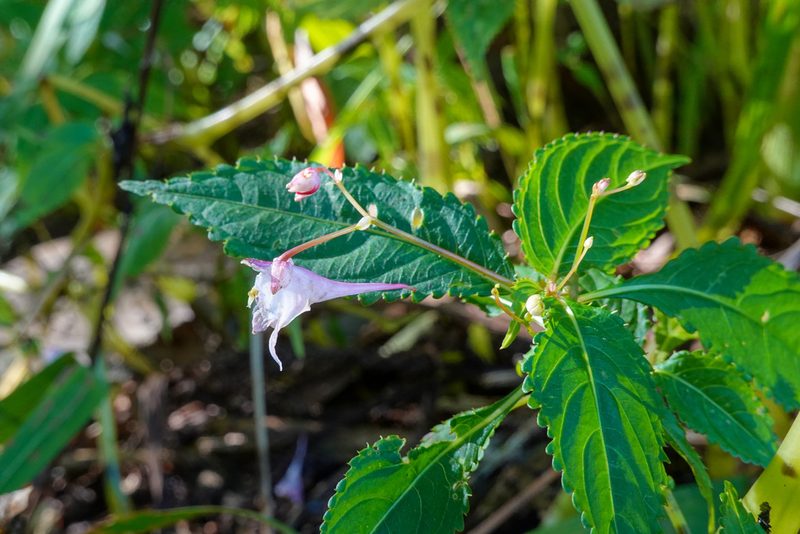 Impatiens devolii, photographed by Cheng-Tao Lin