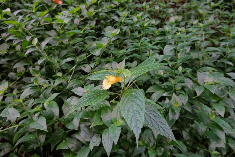 Impatiens tayemonii, photographed by Cheng-Tao Lin