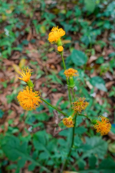 Gynura japonica, photographed by Cheng-Tao Lin