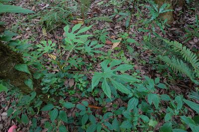 Fatsia polycarpa, photographed by Cheng-Tao Lin