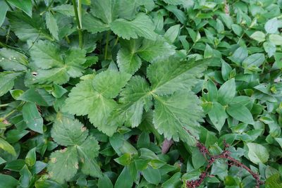 Cryptotaenia japonica, photographed by Cheng-Tao Lin