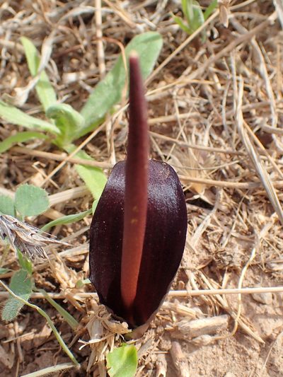 Biarum tenuifolium, photographed by Katerina Kalogerini