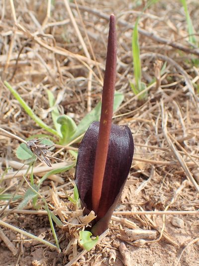 Biarum tenuifolium, photographed by Katerina Kalogerini