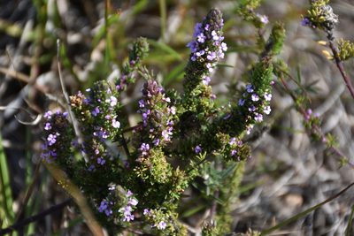 Muraltia alopecuroides, photographed by Andrew Gillespie