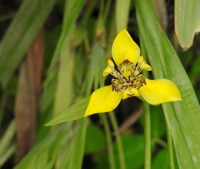Trimezia steyermarkii, photographed by Esteban Poveda