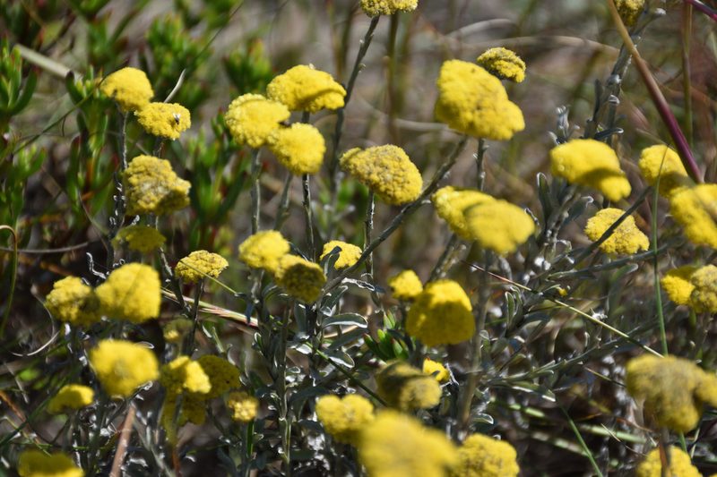 Helichrysum albanense, photographed by Andrew Gillespie