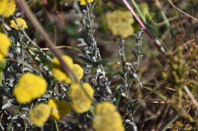 Helichrysum albanense, photographed by Andrew Gillespie