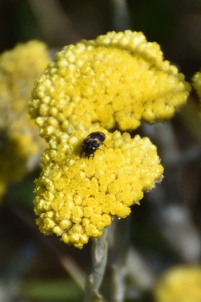 Helichrysum albanense, photographed by Andrew Gillespie