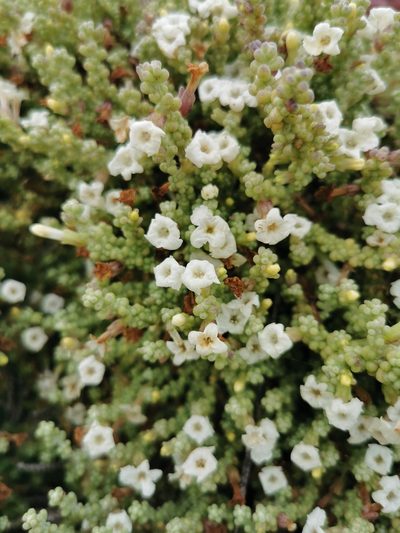 Nolana sedifolia, photographed by Jorge Herreros de Lartundo