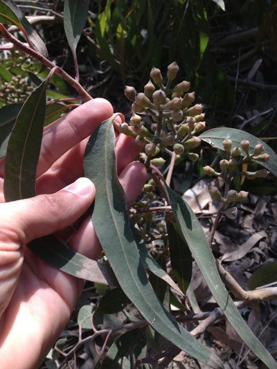Corymbia maculata, photographed by Jon Sullivan
