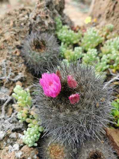 Eriosyce chilensis, photographed by Jorge Herreros de Lartundo