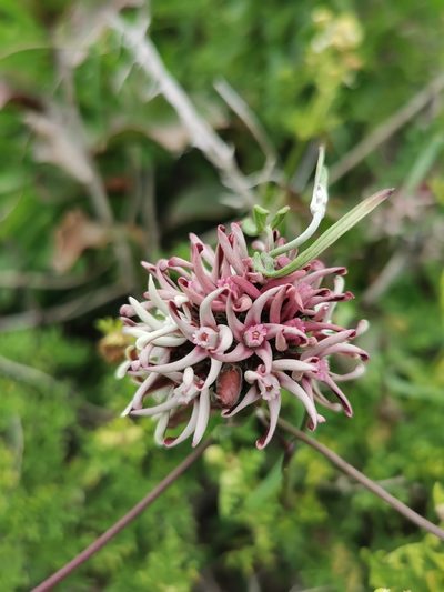Tweedia stipitata, photographed by Jorge Herreros de Lartundo