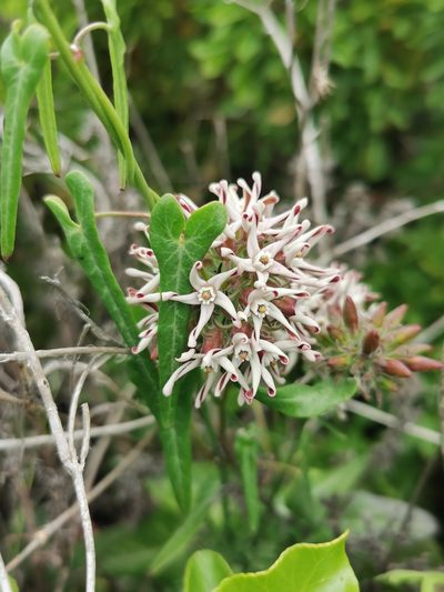 Tweedia stipitata, photographed by Jorge Herreros de Lartundo