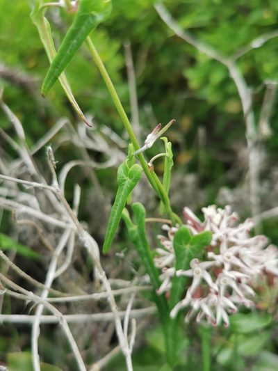 Tweedia stipitata, photographed by Jorge Herreros de Lartundo