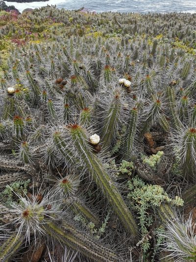 Eulychnia castanea, photographed by Jorge Herreros de Lartundo