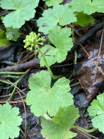 Hydrocotyle mexicana, photographed by Grete Pasch
