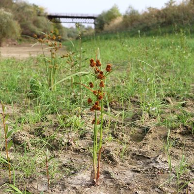 Cyperus glomeratus, photographed by Юрий Данилевский (Yuriy Danilevsky)