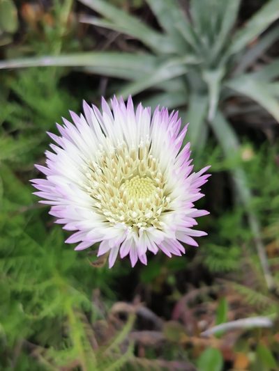 Plectocephalus chilensis, photographed by Jorge Herreros de Lartundo