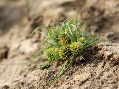 Cyperus michelianus, photographed by Юрий Данилевский (Yuriy Danilevsky)