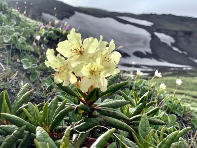 Rhododendron aureum, photographed by Alexandra Kaganova