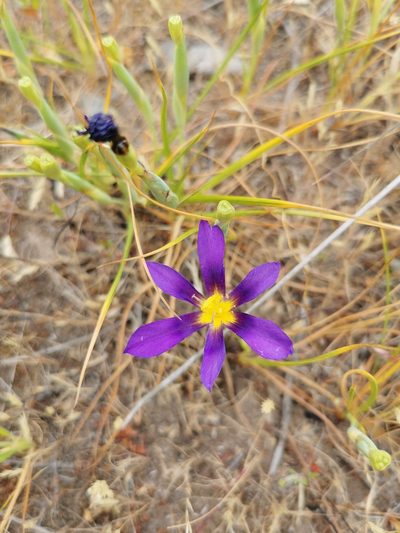 Calydorea xiphioides, photographed by Jorge Herreros de Lartundo