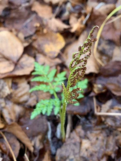 Sceptridium robustum, photographed by Alexandra Kaganova