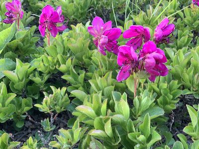Rhododendron camtschaticum, photographed by Alexandra Kaganova