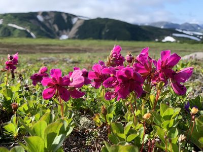 Rhododendron camtschaticum, photographed by Alexandra Kaganova